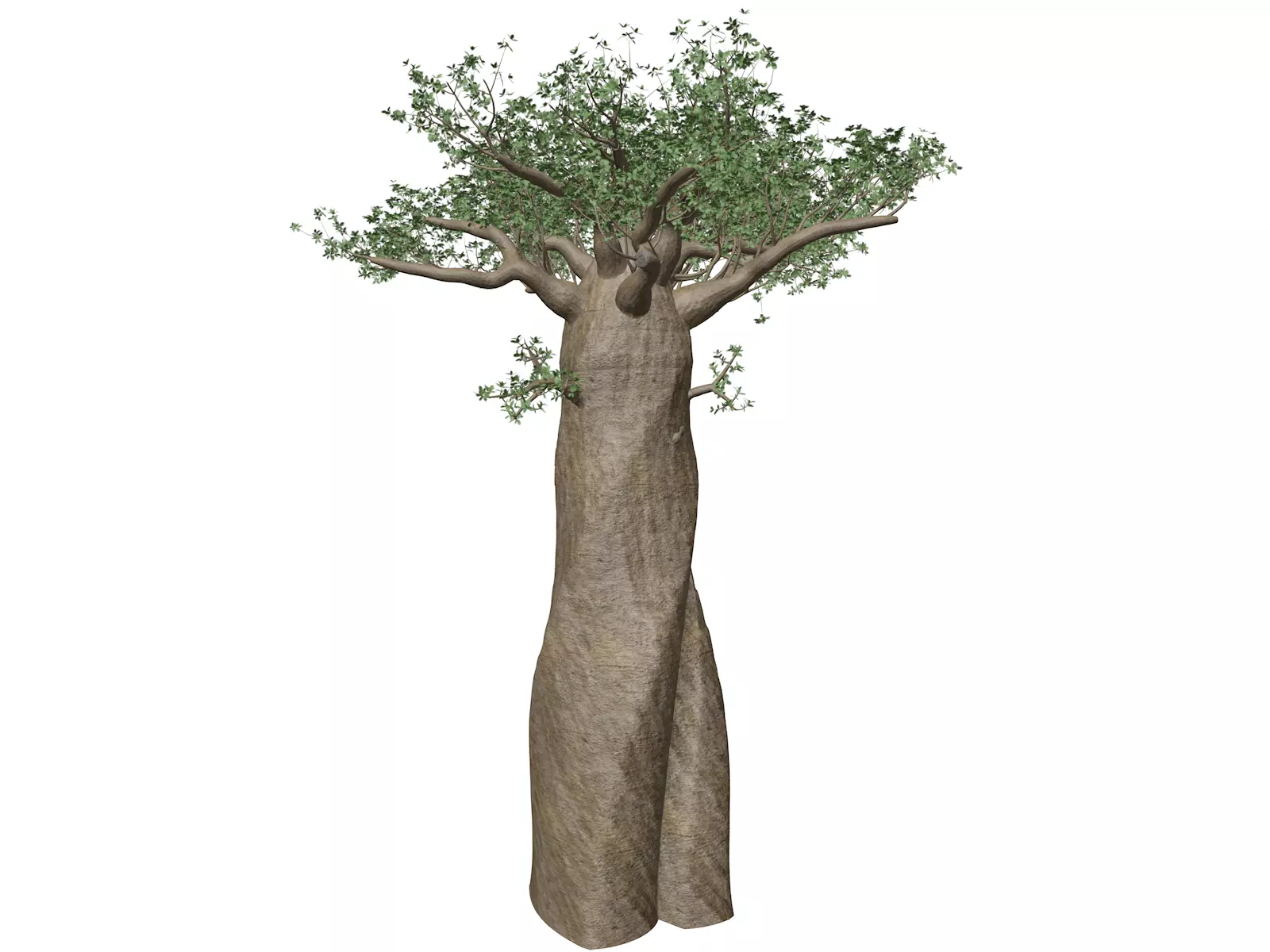 Madagascan Baobab Tree - 09 - 3D model_0
