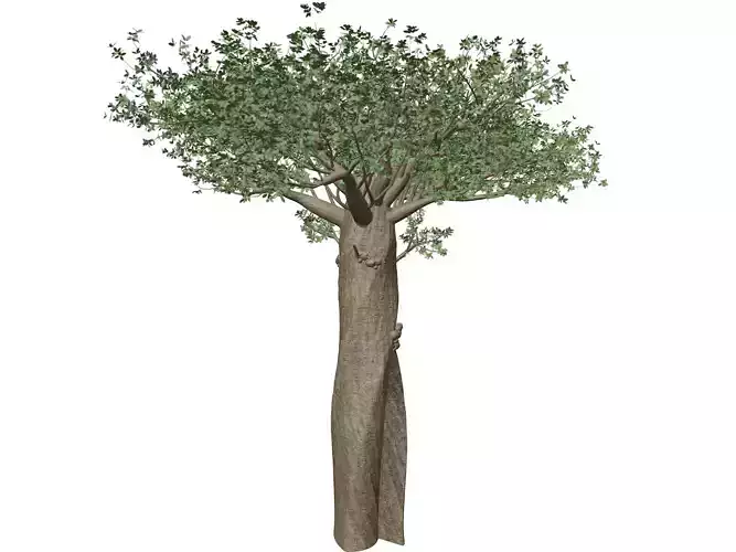 Madagascan Baobab Tree - 10 -