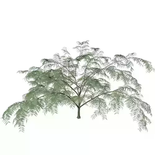 Mimosa Tree - 01 - 3D model Mimosa Tree - 01 - 3D model