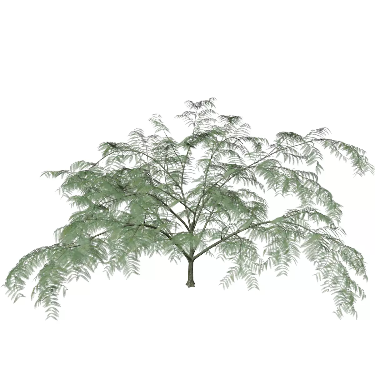 Mimosa Tree - 01 - 3D model_0
