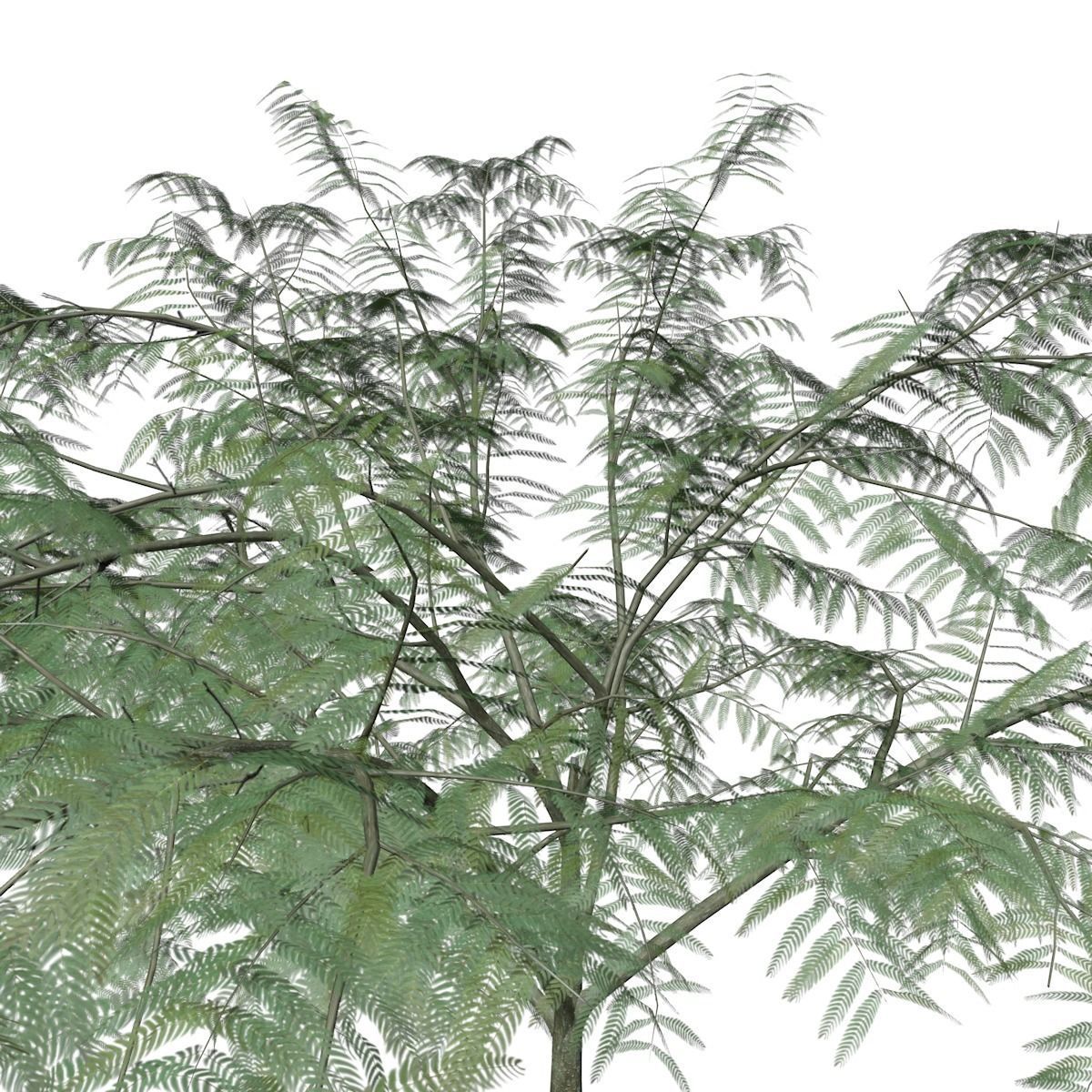 Mimosa Tree - 01 - 3D model_3