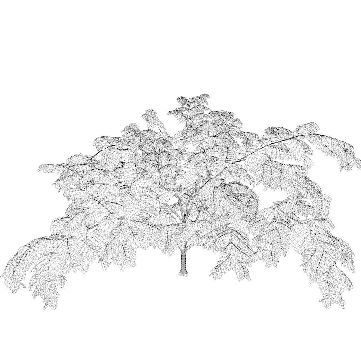 Mimosa Tree - 01 - 3D model_2