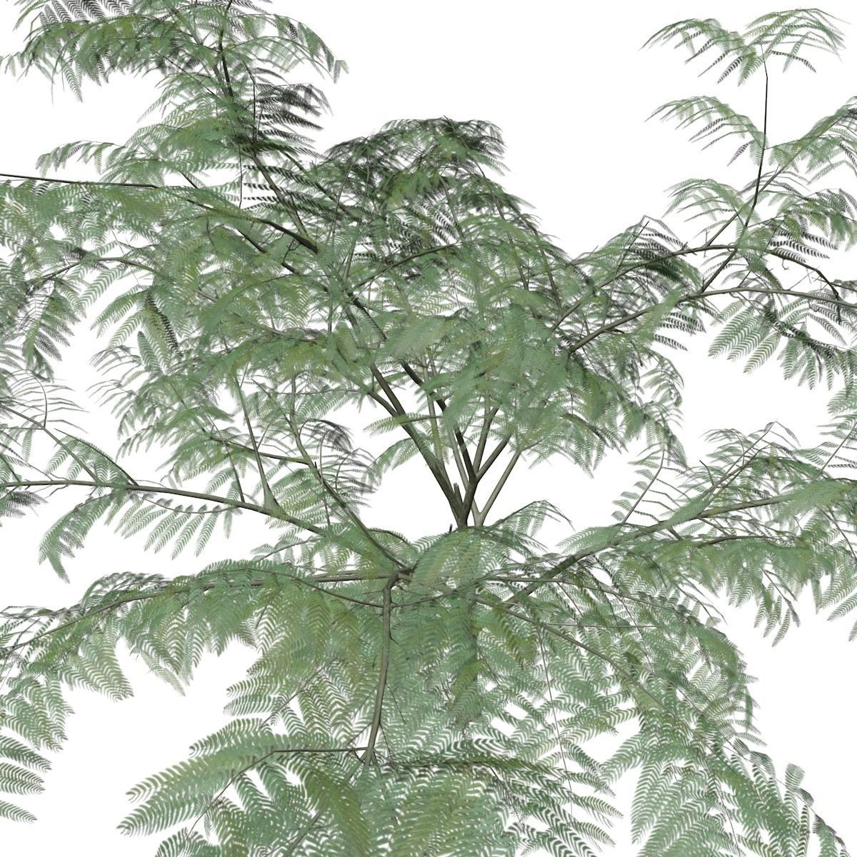 Mimosa Tree - 02 - 3D model_3