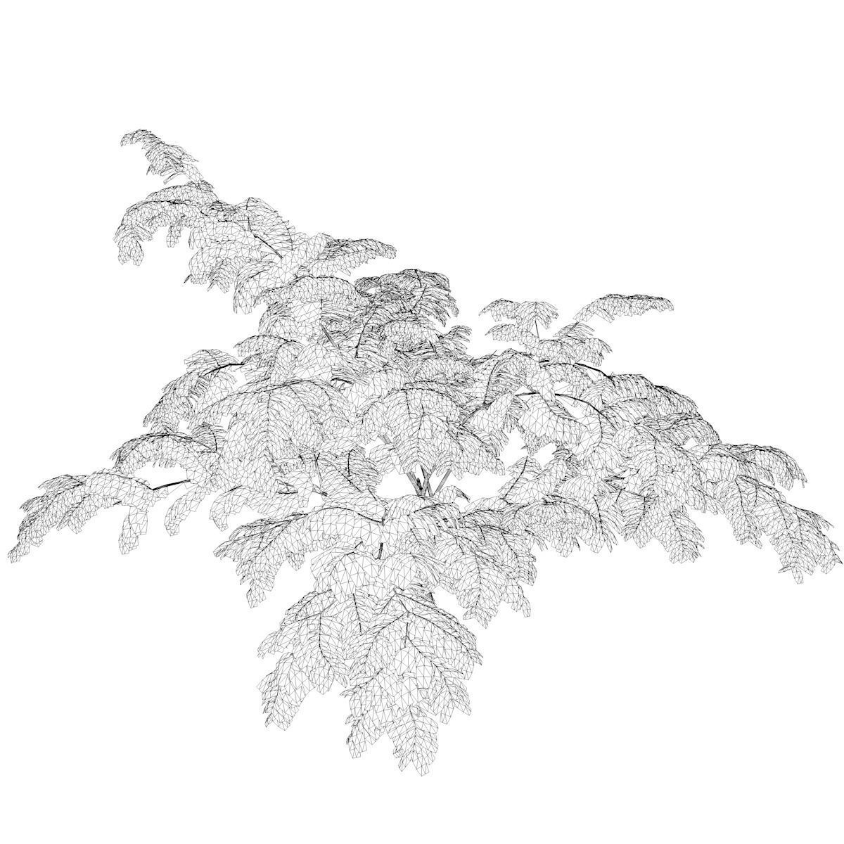 Mimosa Tree - 02 - 3D model_2