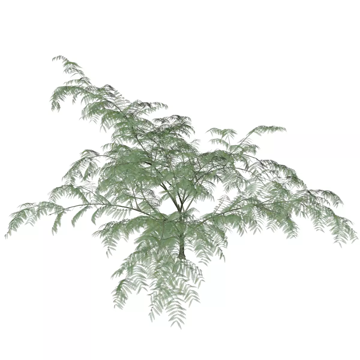 Mimosa Tree - 02 - 3D model_0