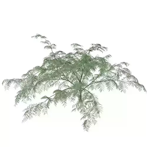 Mimosa Tree - 03 - 3D model
