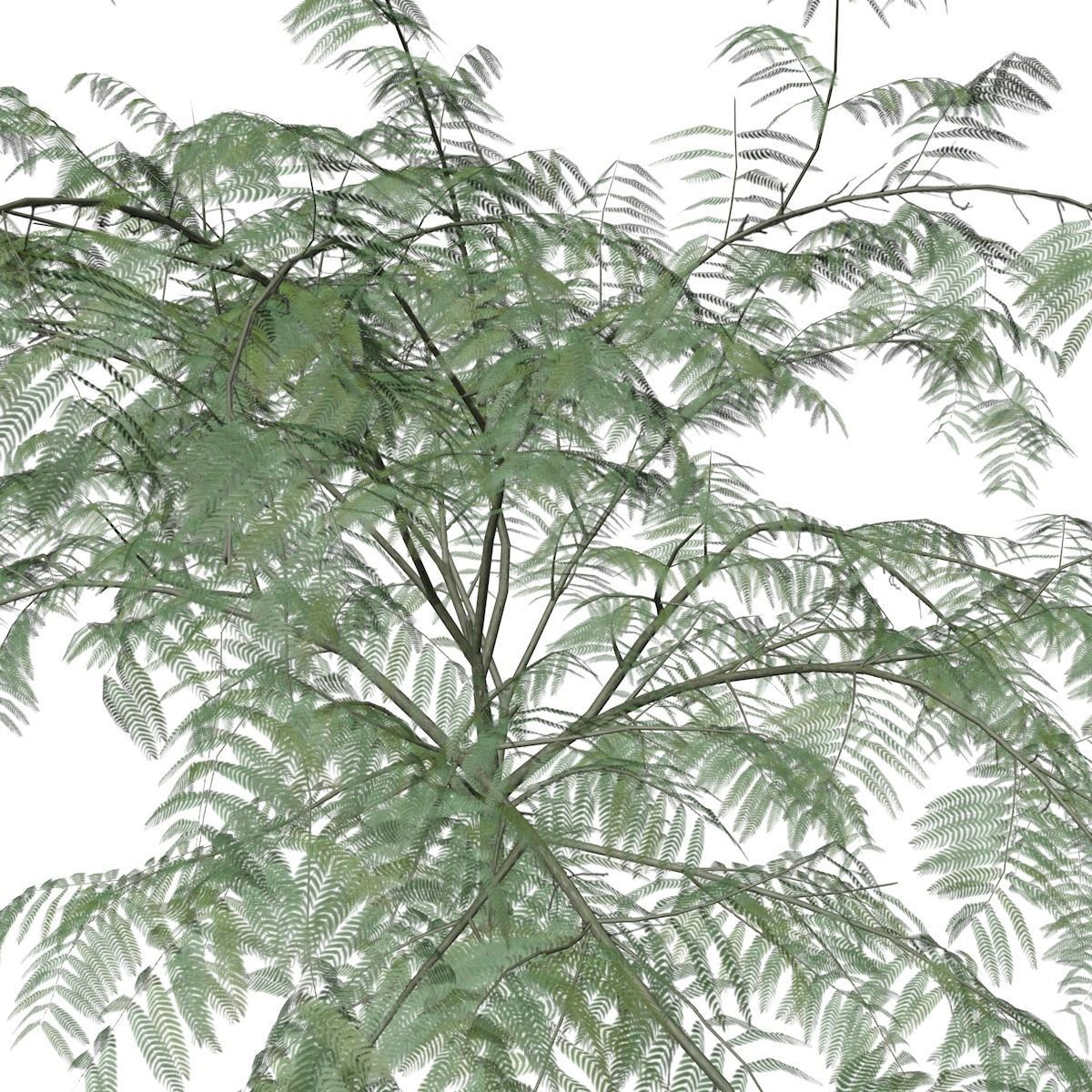 Mimosa Tree - 04 - 3D model_3