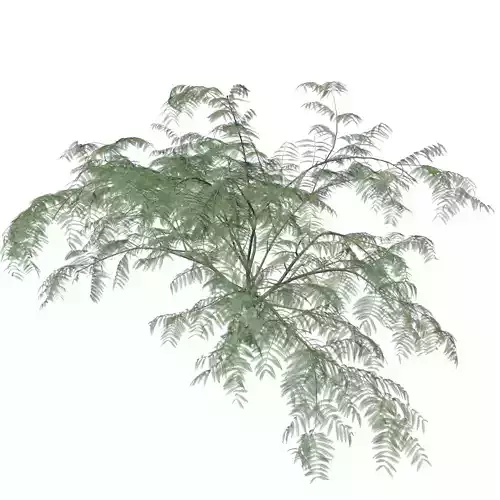 Mimosa Tree - 04 - 3D model Mimosa Tree - 04 - 3D model