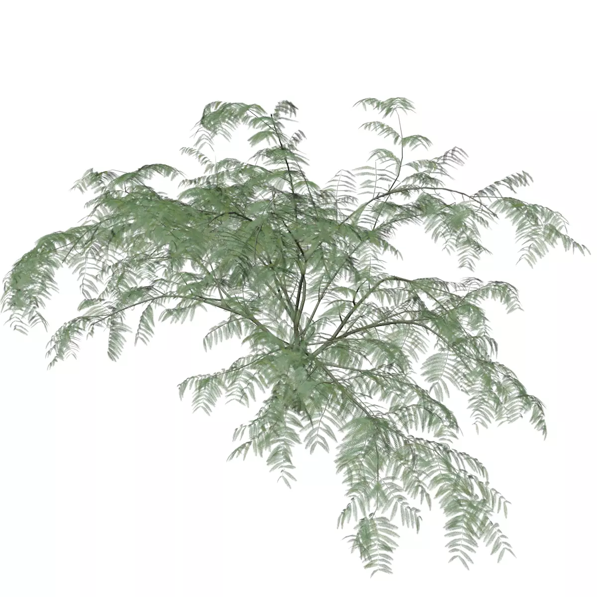 Mimosa Tree - 04 - 3D model_0