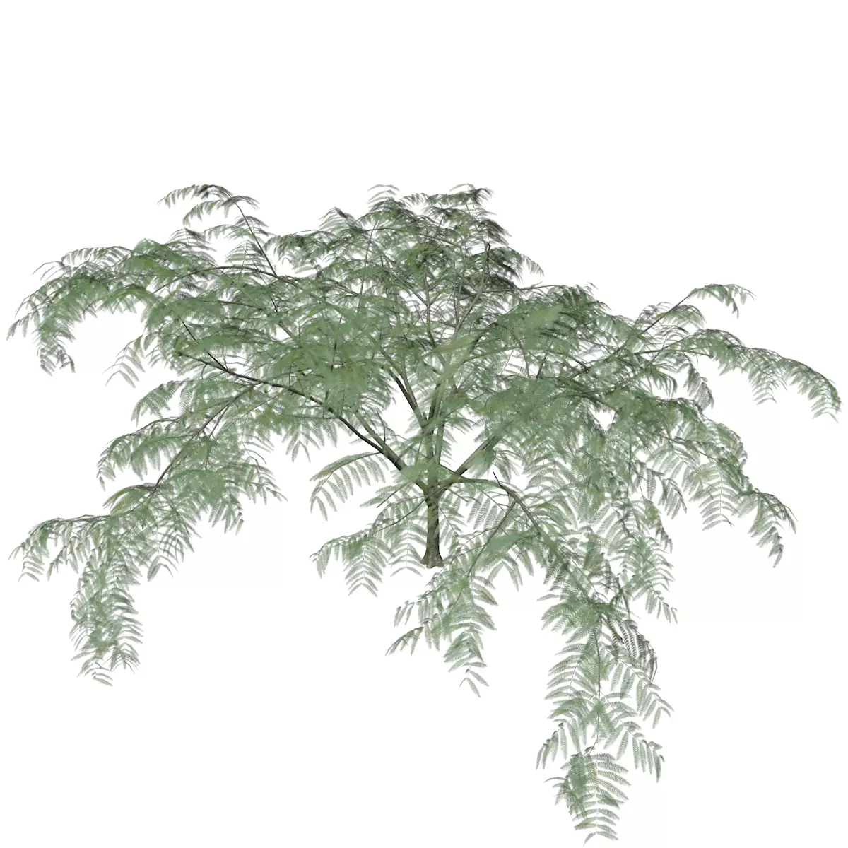 Mimosa Tree - 05 - 3D model_0