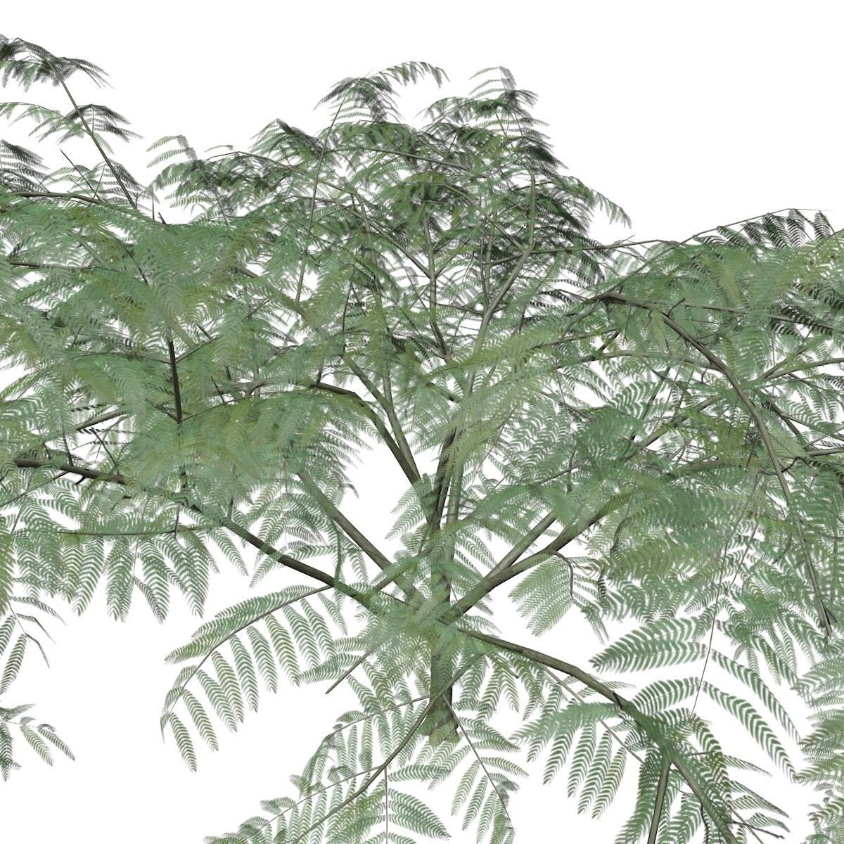 Mimosa Tree - 05 - 3D model_3