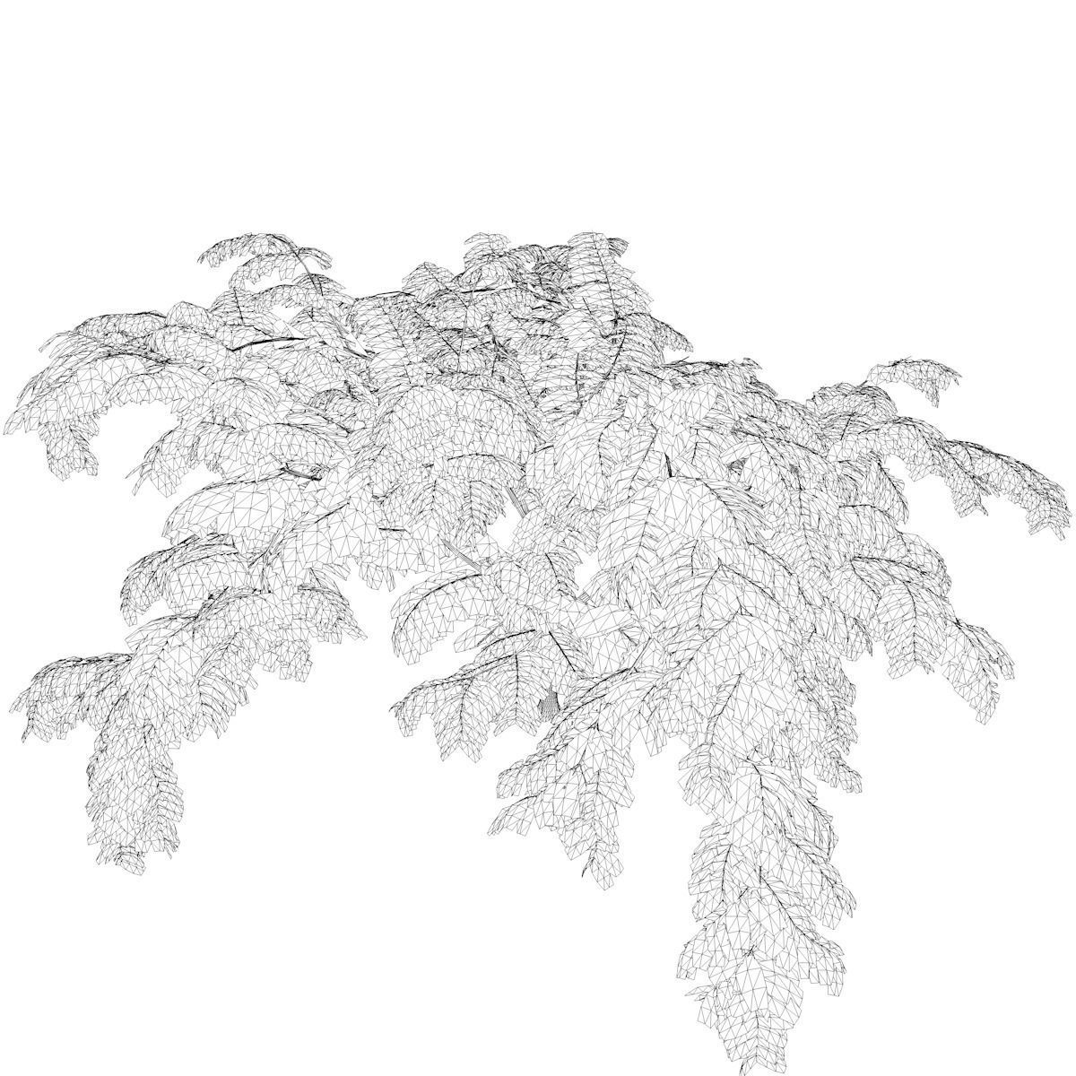 Mimosa Tree - 05 - 3D model_2