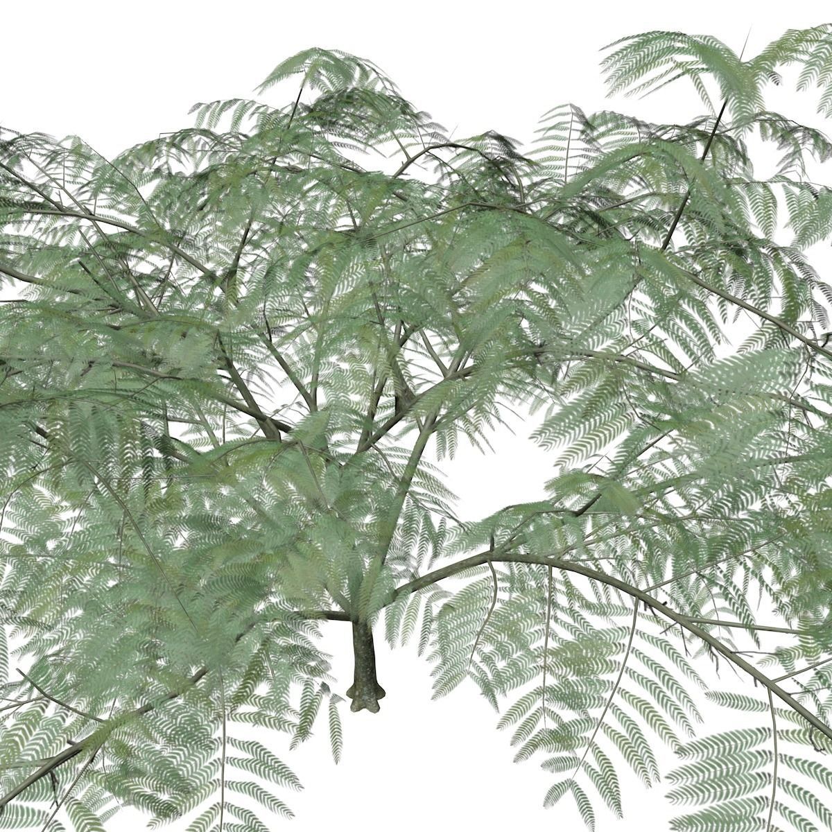 Mimosa Tree - 06 - 3D model_3