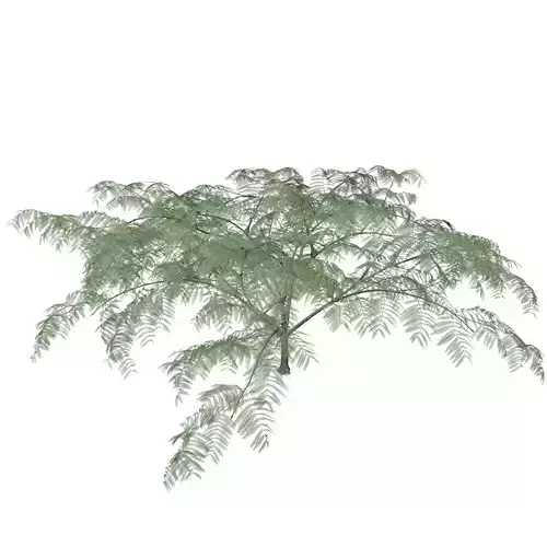 Mimosa Tree - 06 -
