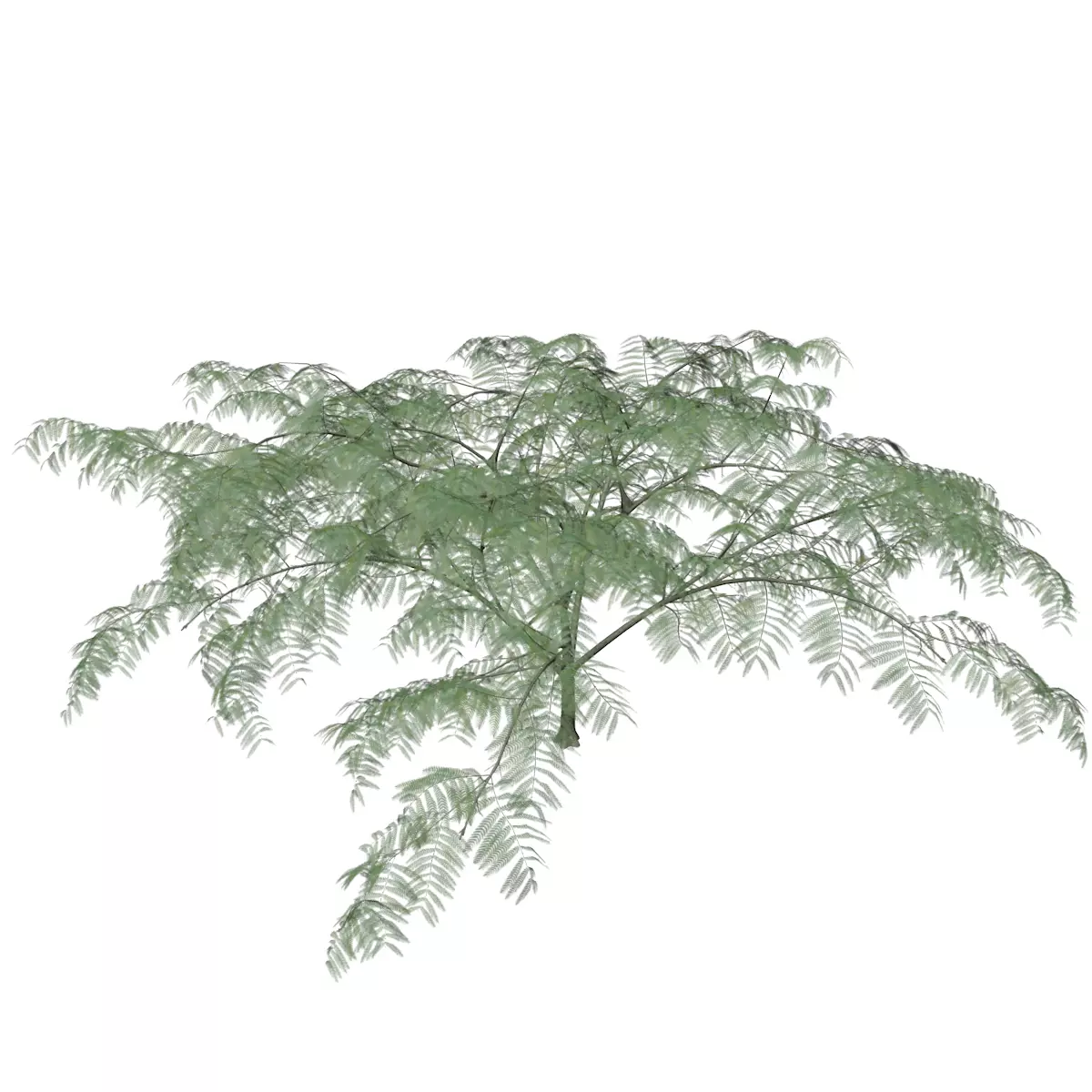 Mimosa Tree - 06 - 3D model_0