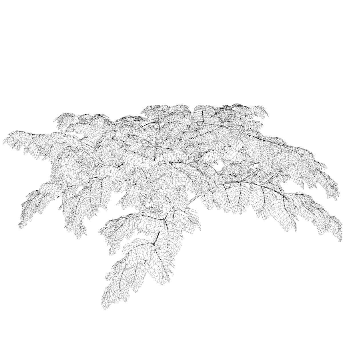 Mimosa Tree - 06 - 3D model_2