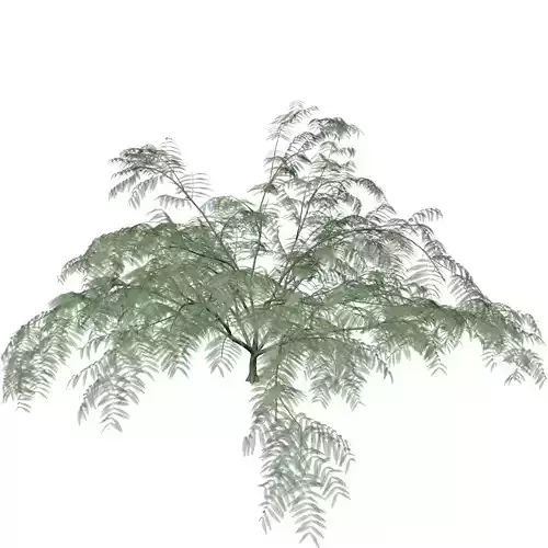 Mimosa Tree - 07 -