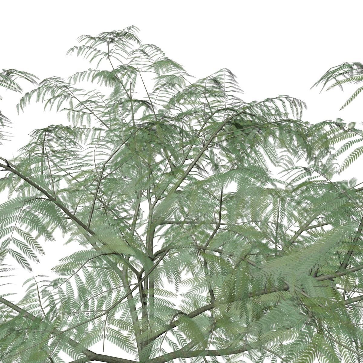 Mimosa Tree - 08 - 3D model_3