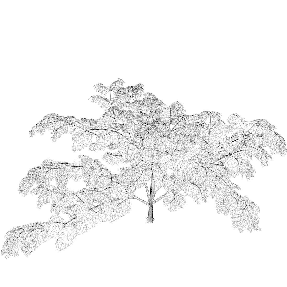 Mimosa Tree - 08 - 3D model_2