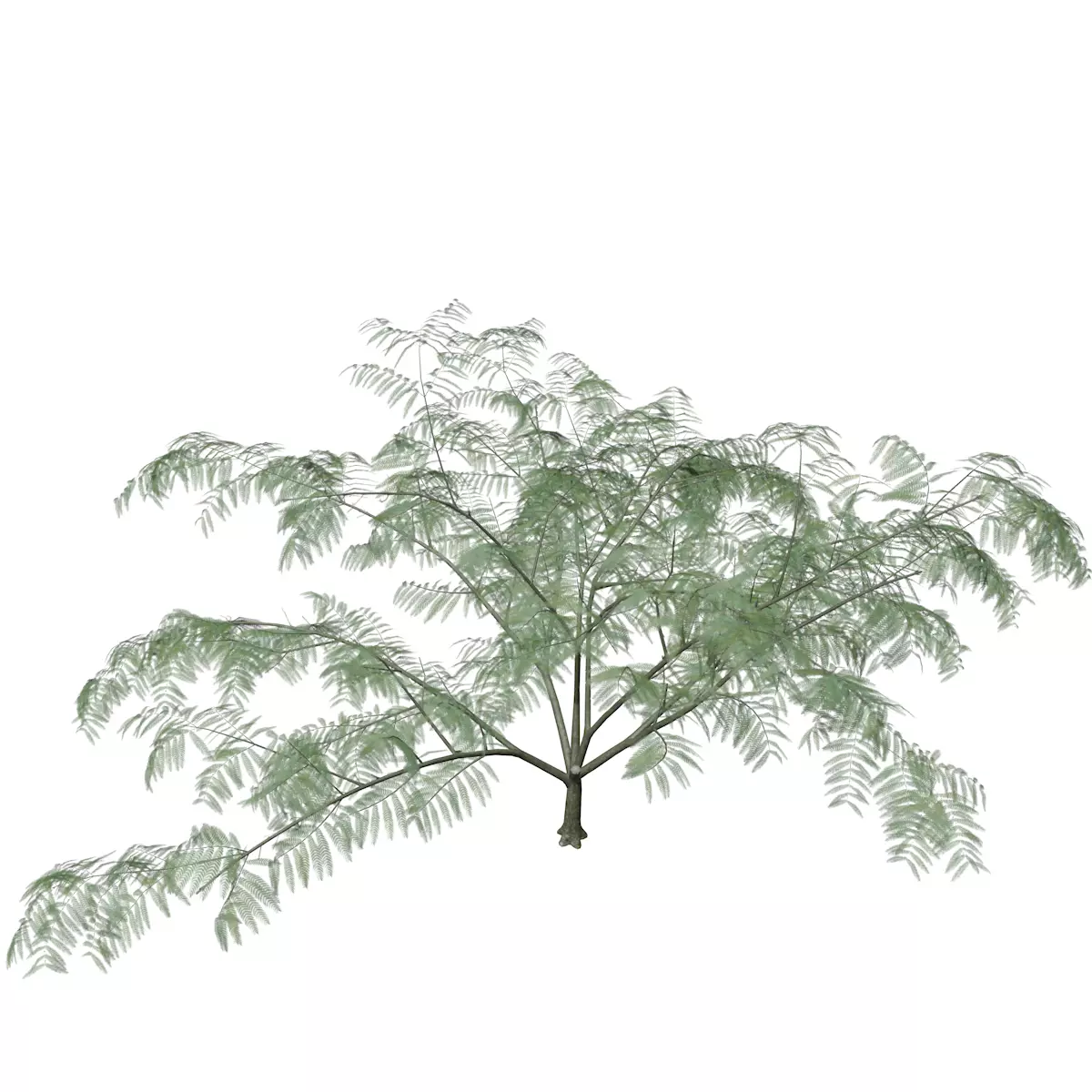 Mimosa Tree - 08 - 3D model_0