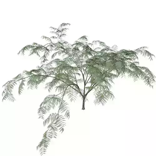 Mimosa Tree - 09 - 3D model Mimosa Tree - 09 - 3D model