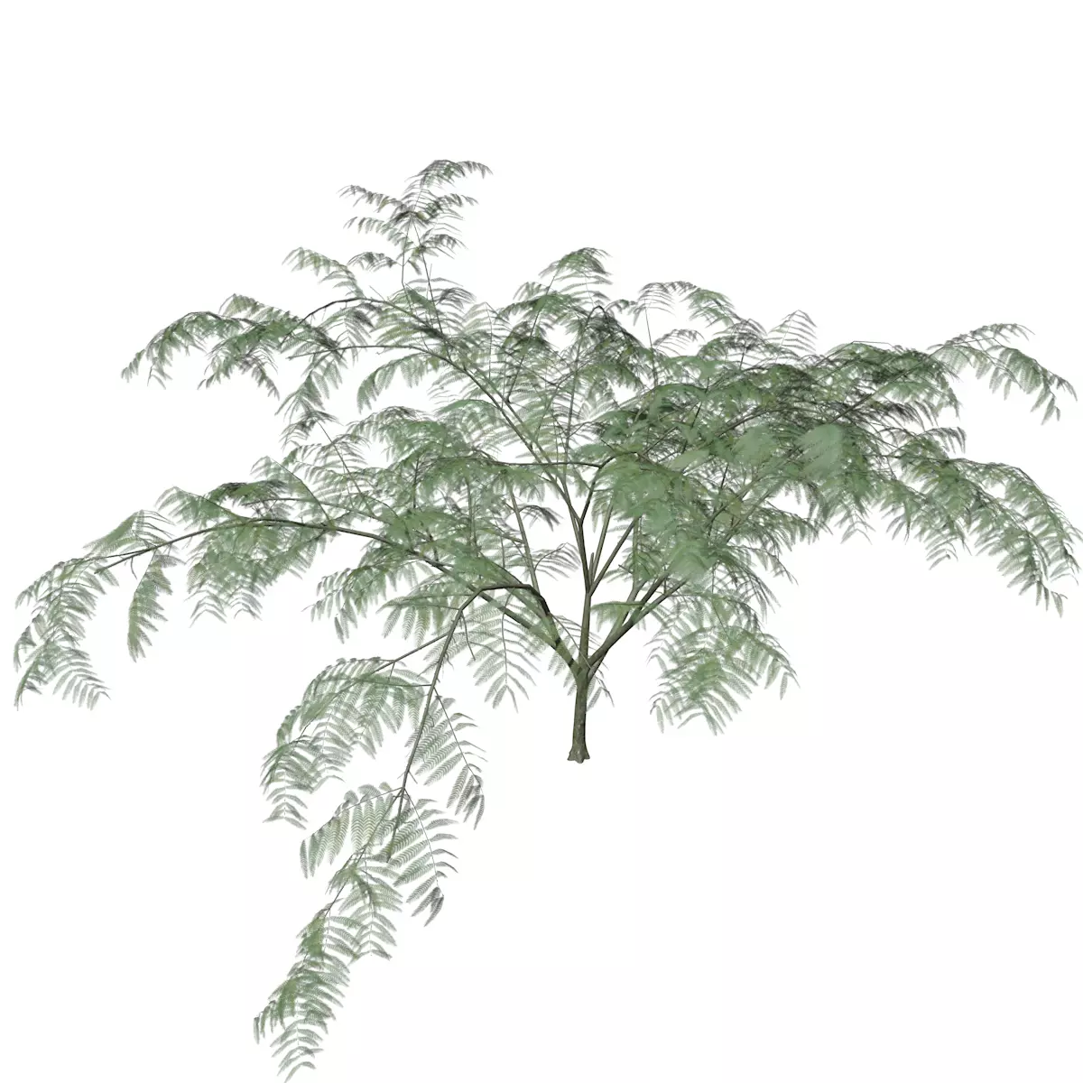 Mimosa Tree - 09 - 3D model_0