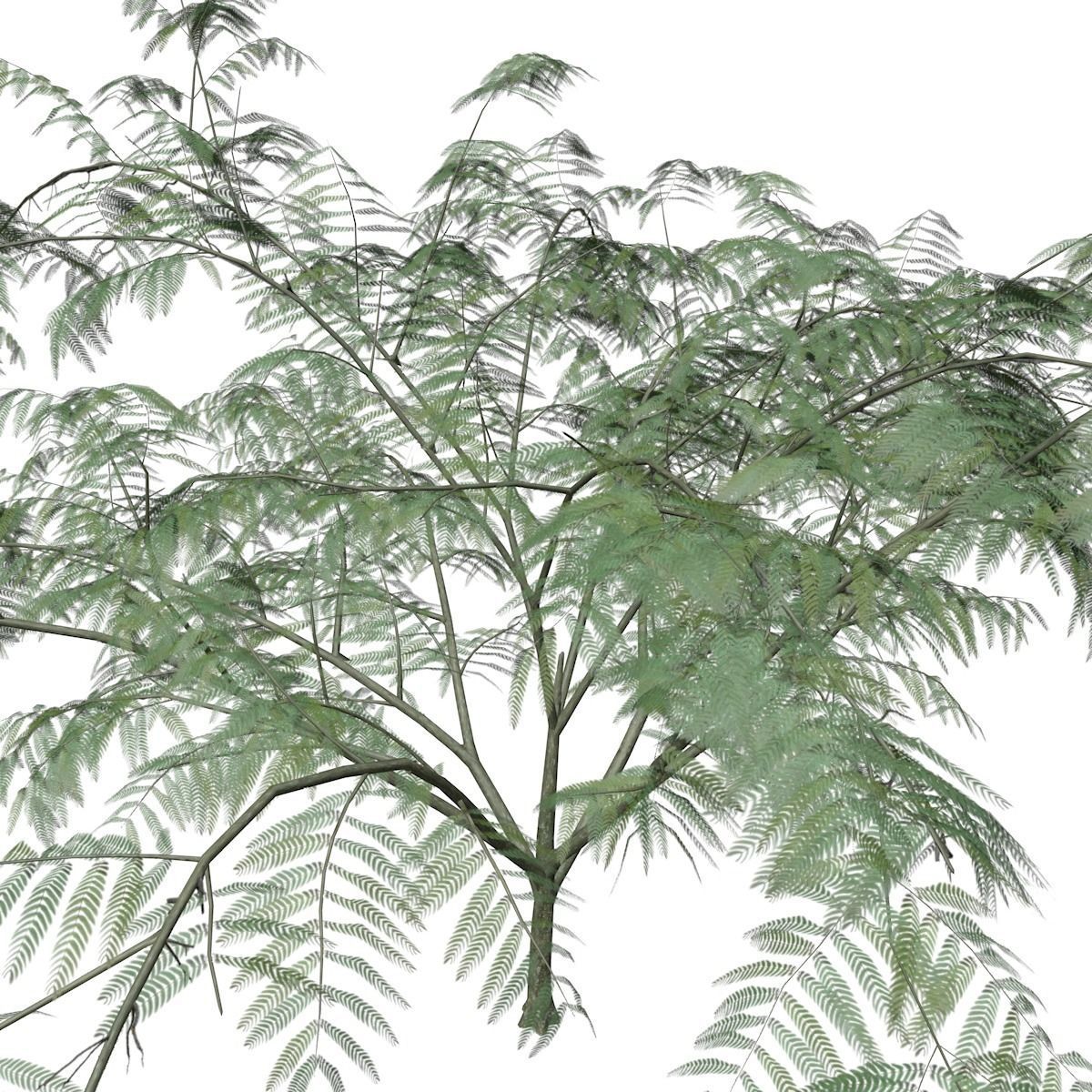 Mimosa Tree - 09 - 3D model_3
