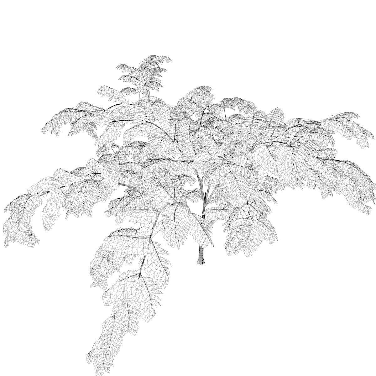 Mimosa Tree - 09 - 3D model_2