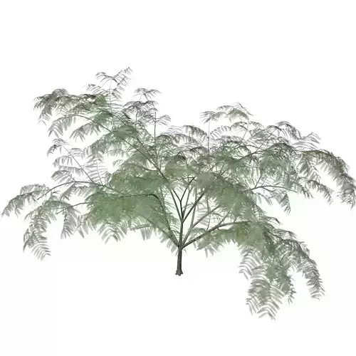 Mimosa Tree - 10 - 3D model Mimosa Tree - 10 - 3D model