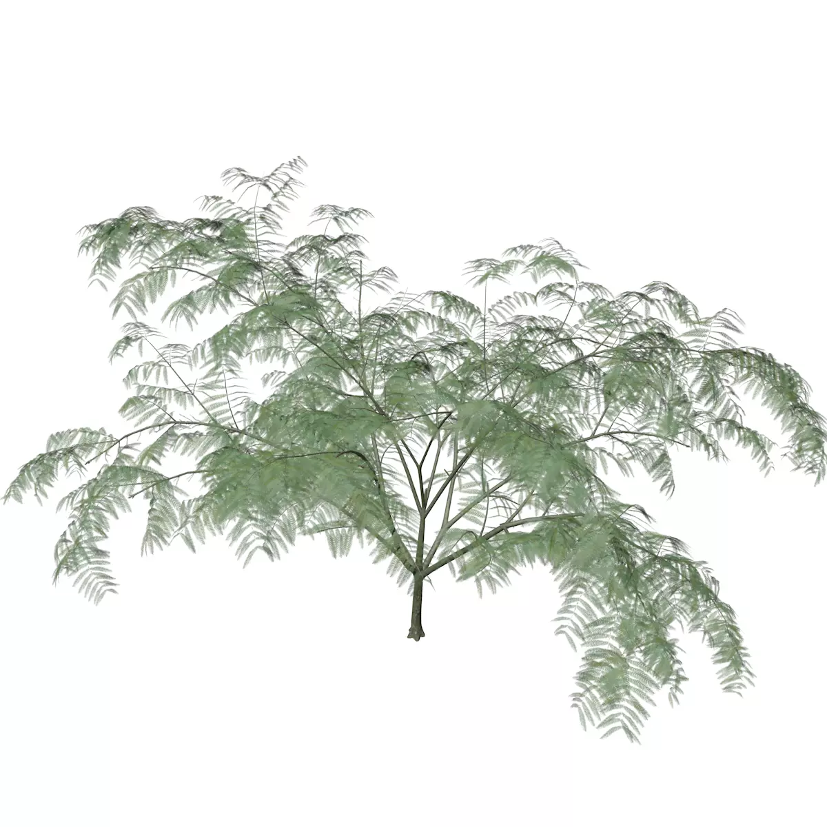 Mimosa Tree - 10 - 3D model_0