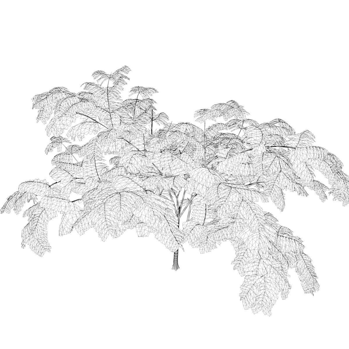 Mimosa Tree - 10 - 3D model_2