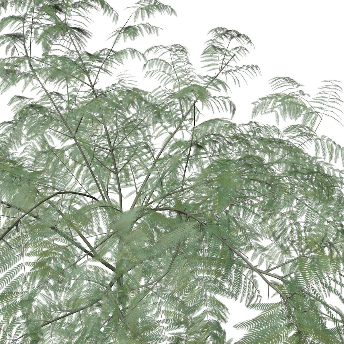 Mimosa Tree - 10 - 3D model_3