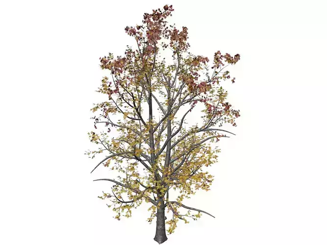 Mountain Maple Tree in Fall - 01 - 3D model