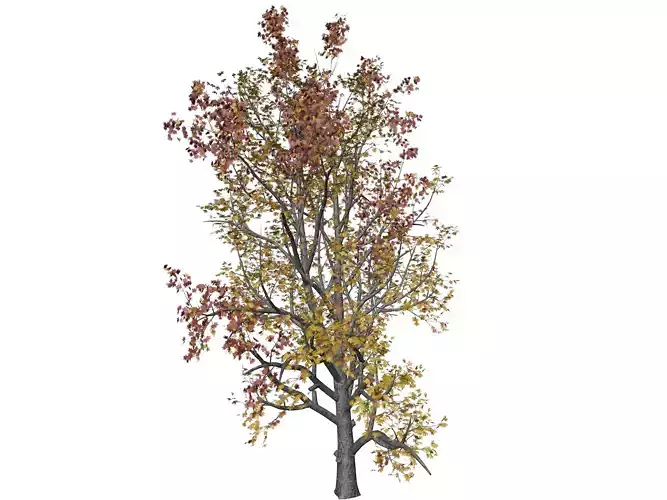 Mountain Maple Tree in Fall - 02 - 3D model