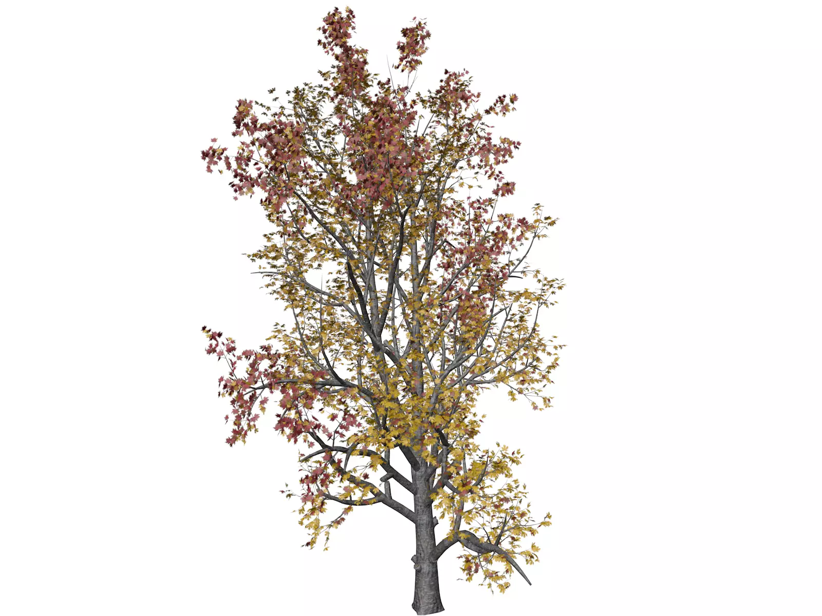Mountain Maple Tree in Fall - 02 - 3D model