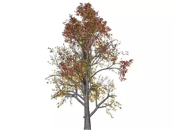 Mountain Maple Tree in Fall - 03 - 3D model