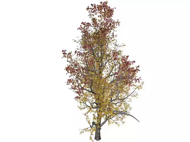 Mountain Maple Tree in Fall - 04 - 3D model
