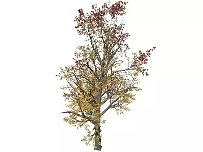 Mountain Maple Tree in Fall - 05 - 3D model