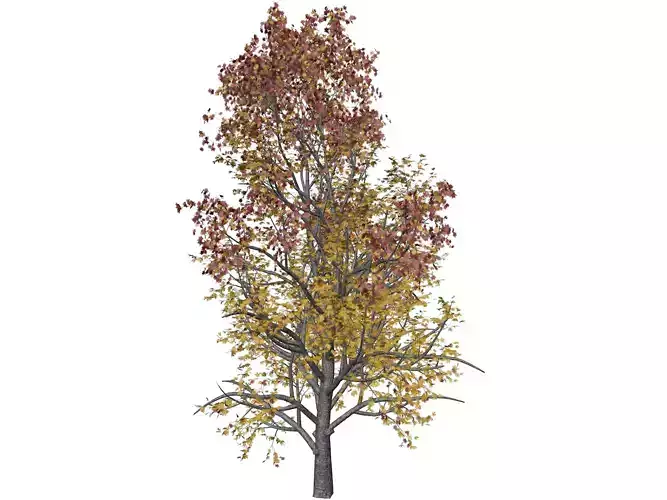 Mountain Maple Tree in Fall - 06 - 3D model