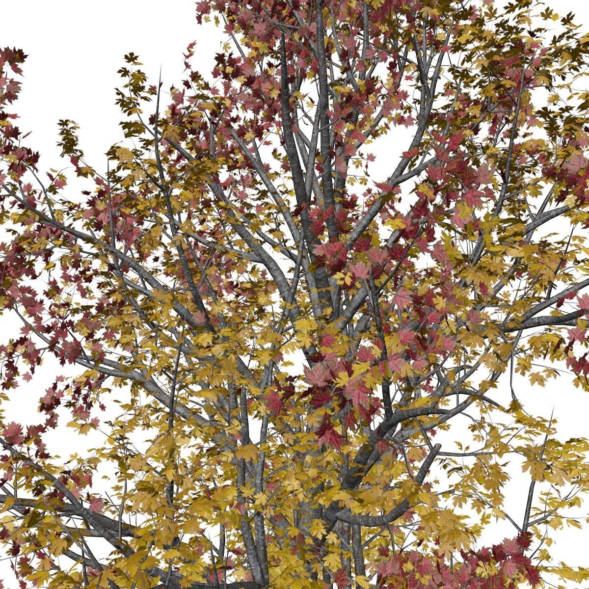 Mountain Maple Tree in Fall - 07 - 3D model | CGTrader