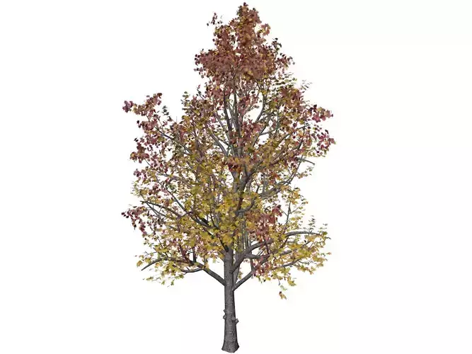 Mountain Maple Tree in Fall - 07 - 3D model