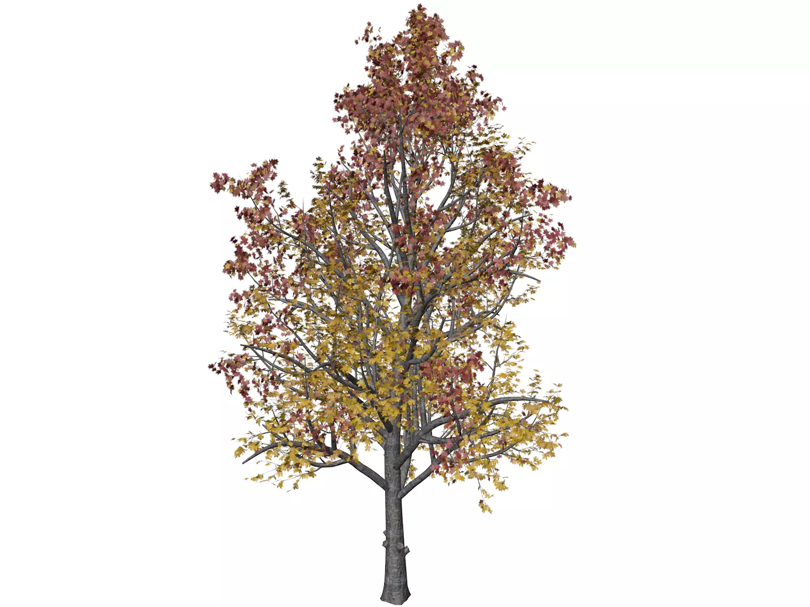 Mountain Maple Tree in Fall - 07 - 3D model