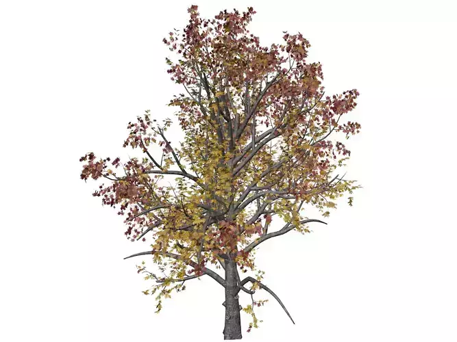 Mountain Maple Tree in Fall - 08 - 3D model