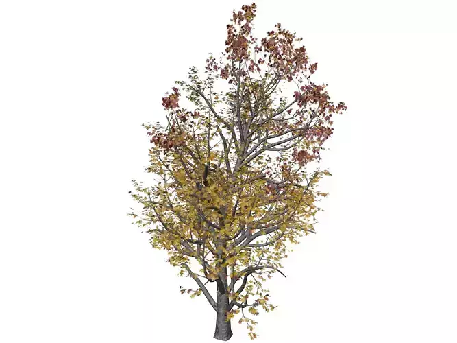 Mountain Maple Tree in Fall - 09 - 3D model