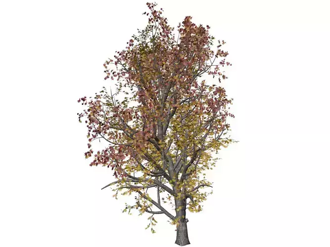 Mountain Maple Tree in Fall - 10 - 3D model