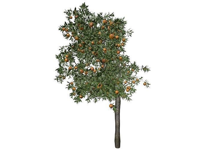 Orange Tree - 01 - 3D model