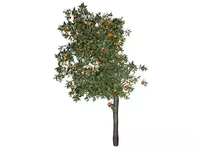 Orange Tree - 01 -