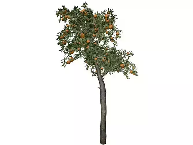 Orange Tree - 02 - 3D model