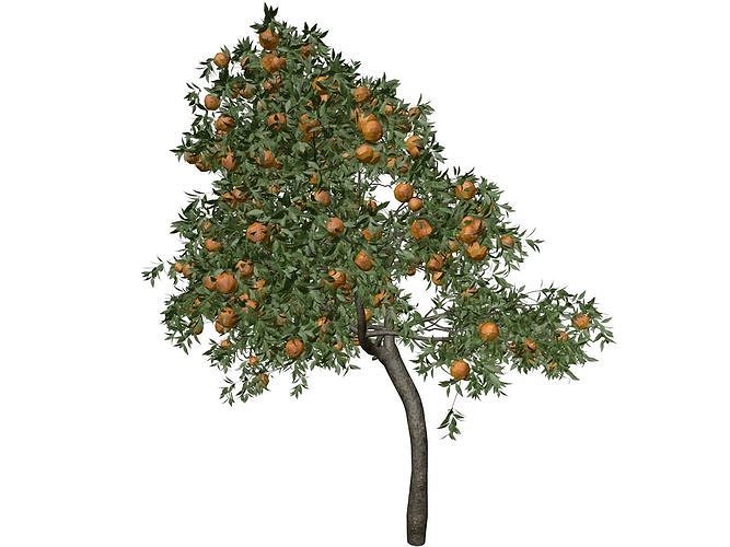 Orange Tree - 03 - 3D model