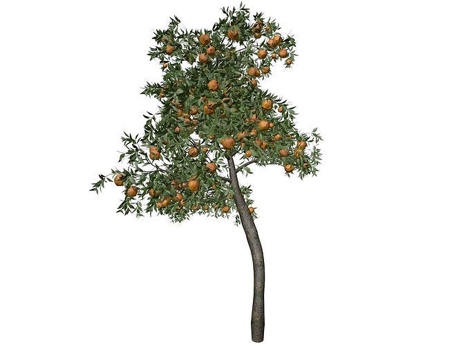 Orange Tree - 04 - 3D model